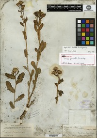 Holotype of Senecio fremontii Torrey & A. Gray [family ASTERACEAE]