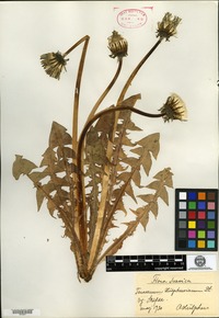 Type? of Taraxacum huelphersianum Dahlstedt [family ASTERACEAE]