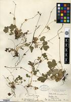 Holotype of Potentilla canadensis Linnaeus var. villosissima Fernald [family ROSACEAE]