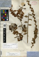 Isotype of Marcgravia oligandra Grisebach [family MARCGRAVIACEAE]