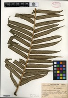 Isotype of Angiopteris chauliodonta Copeland [family ANGIOPTERIDACEAE]