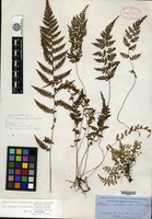 Type? of Athyrium cystopteroides D. C. Eaton [family ATHYRIACEAE]