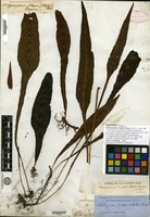 Isosyntype of Gymnogramma wrightii Hooker [family ADIANTACEAE]