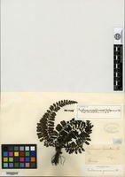 Isotype of Trichomanes asplenioides C. Presl [family HYMENOPHYLLACEAE]