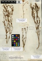 Syntype of Erythraea calycosa Buckley var. arizonica A. Gray [family GENTIANACEAE]