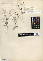 Isotype of Eriogonum angulosum Bentham var. rectipes Gandoger [family POLYGONACEAE]