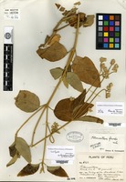 Holotype of Alternanthera flavida Suessenguth [family AMARANTHACEAE]