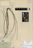 Type of Froelichia juncea B. L. Robinson & Greenman [family AMARANTHACEAE]
