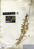 Isolectotype of Gomphrena sonorae Torrey [family AMARANTHACEAE]