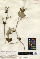 Isotype of Gomphrena mandonii R. E. Fries [family AMARANTHACEAE]