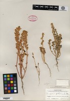 Isotype of Chenopodium pallidicaule Aellen [family CHENOPODIACEAE]