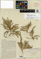 Isotype of Glaux acutifolia A. Heller [family PRIMULACEAE]