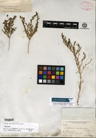 Syntype of Schoberia occidentalis S. Watson [family CHENOPODIACEAE]