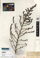 Isotype of Dondia tampicensis Standley [family CHENOPODIACEAE]