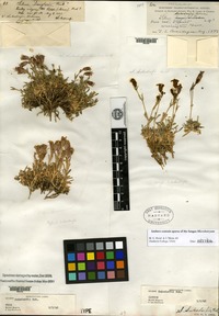 Syntype of Silene suksdorfii B. L. Robinson [family CARYOPHYLLACEAE]