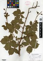 Isotype of Rubus mananensis L. H. Bailey [family ROSACEAE]