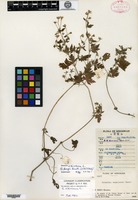 Syntype of Geranium fangii R. Knuth [family GERANIACEAE]