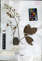 Isotype of Banisteria blanchetiana A. Jussieu [family MALPIGHIACEAE]