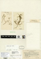 Isolectotype of Callitriche autumnalis Linnaeus var. bicarpellaris Fenley ex Jepson [family CALLITRICHACEAE]