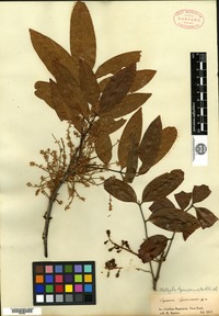 Type? of Cupania spruceana Bentham [family SAPINDACEAE]