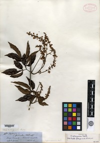 Type? of Serjania sphaerococca Radlkofer [family SAPINDACEAE]