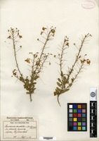 Type of Hermannia amabilis Marloth ex K. Schumann [family BYTTNERIACEAE]