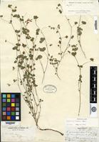 Syntype of Trifolium breweri S. Watson [family FABACEAE]