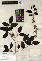 Isolectotype of Casearia eriophora C. Wright ex Grisebach [family FLACOURTIACEAE]