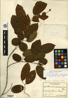 Holotype of Homalium trichocladum S. F. Blake [family FLACOURTIACEAE]