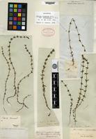 Type of Galium virgatum Nuttall var. leiocarpum Torrey & A. Gray [family RUBIACEAE]