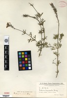 Type of Verbena tenuisecta Briquet [family VERBENACEAE]
