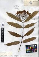 Isotype of Ixora barberae Bremekamp [family RUBIACEAE]