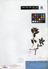 Isotype of Lithospermum zollingeri A. de Candolle [family BORAGINACEAE]