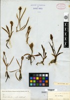 Type? of Spiranthes romanzoffiana Chamisso [family ORCHIDACEAE]