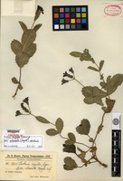 Isotype of Verbena rigida Sprengel f. obovata Hayek [family VERBENACEAE]