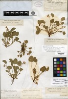 Isolectotype of Viola adunca Smith var. oxyceras (S. Watson) Jepson [family VIOLACEAE]