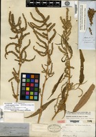 Lectotype of Acnida australis A. Gray [family AMARANTHACEAE]