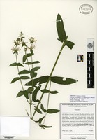 Isotype of Stachys caroliniana J. B. Nelson & D. A. Rayner [family LAMIACEAE]