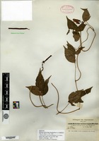 Isotype of Dolichos stenocarpus Hochstetter ex A. Richard [family FABACEAE]