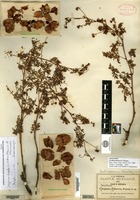 Syntype of Urvillea dissecta S. Watson [family SAPINDACEAE]