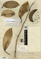 Isotype of Hoya crassicaulis Elmer ex Kloppenburg [family ASCLEPIADACEAE]