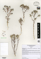Isotype of Eriastrum pluriflorum (A. Heller) H. Mason subsp. albifaux De Groot [family POLEMONIACEAE]
