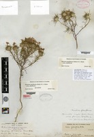 Lectotype of Gilia virgata (Bentham) Steudel var. floribunda A. Gray [family POLEMONIACEAE]