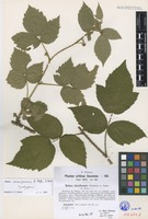 Syntype of Rubus idaeiformis H. Hofm. & Sudre [family ROSACEAE]