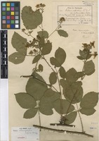 Lectotype of Rubus chaerophyllus Sagorski & W. Schultze [family ROSACEAE]