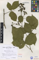 Syntype of Rubus pinicola H. Hofm. [family ROSACEAE]