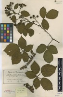 Lectotype of Rubus nitidus Weihe & Nees f. latifolius E. Barber [family ROSACEAE]