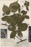 Lectotype of Rubus suberectus Anderson f. robustus E. Barber [family ROSACEAE]