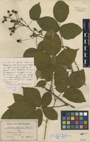 Lectotype of Rubus fissus Lindl. var. pseudoplicatus E. Barber [family ROSACEAE]