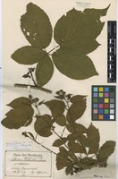 Isolectotype of Rubus suberectus Anderson f. robustus E. Barber [family ROSACEAE]